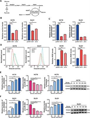 Hsa_circ_0062682 Promotes Serine Metabolism and Tumor Growth in Colorectal Cancer by Regulating the miR-940/PHGDH Axis